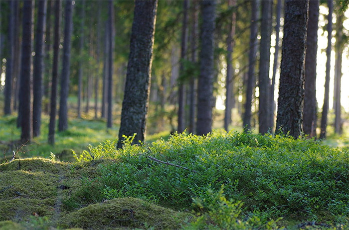 Upptäck den svenska skogorna och ta en weekend på Asa Herrgård